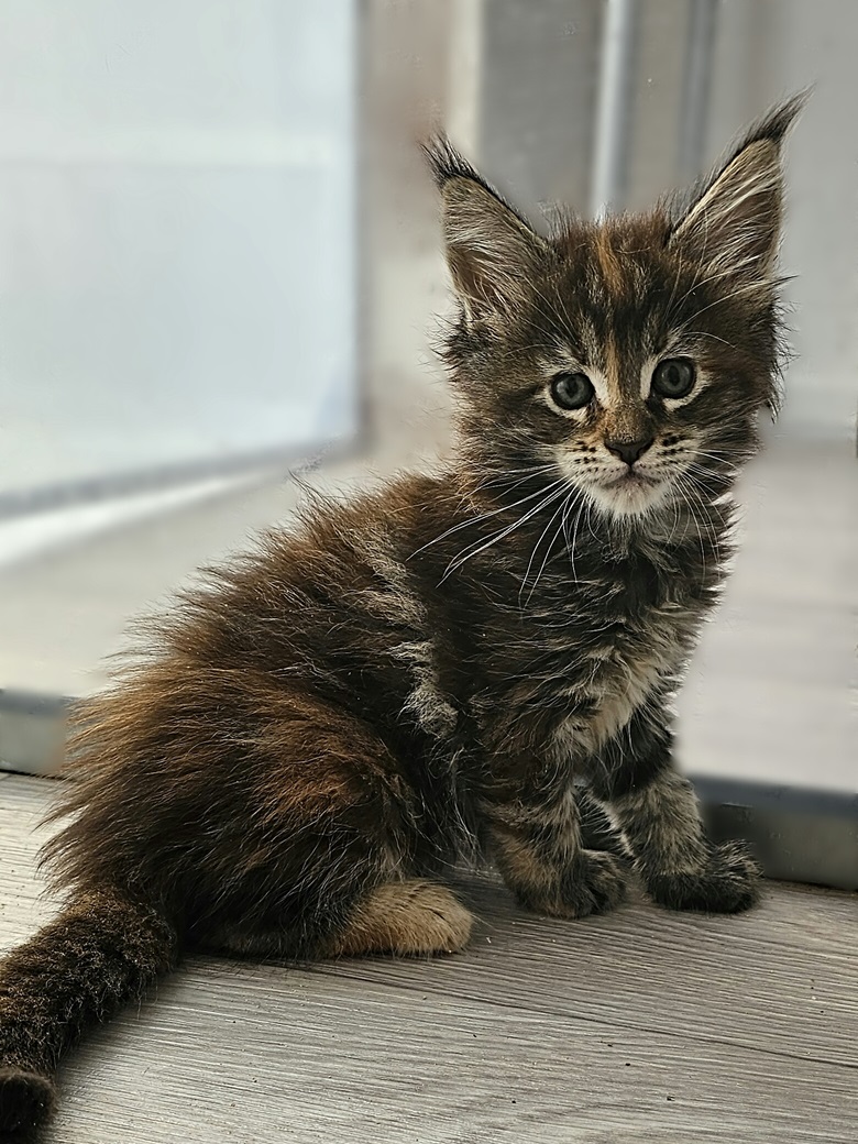 chaton maine coon vahina 22 06 2024