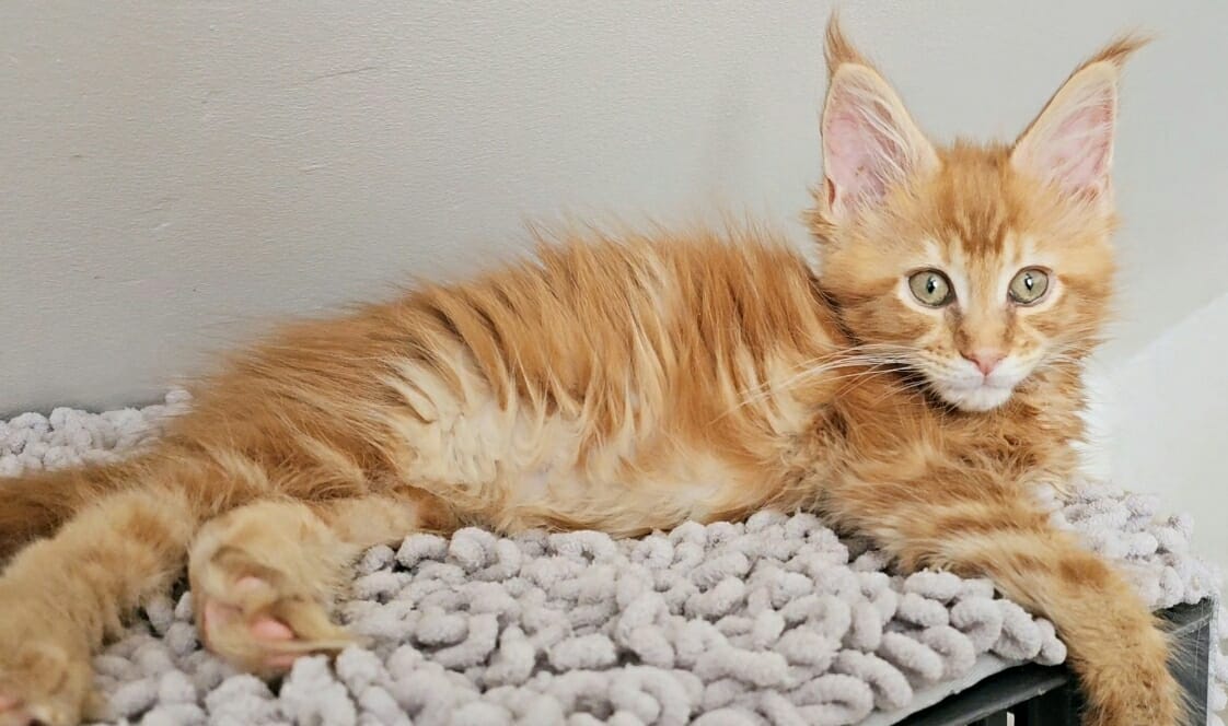 chaton maine coon valentina3 04 08