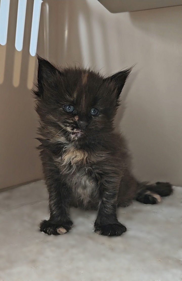 chaton maine coon Vénus 11 06 2024