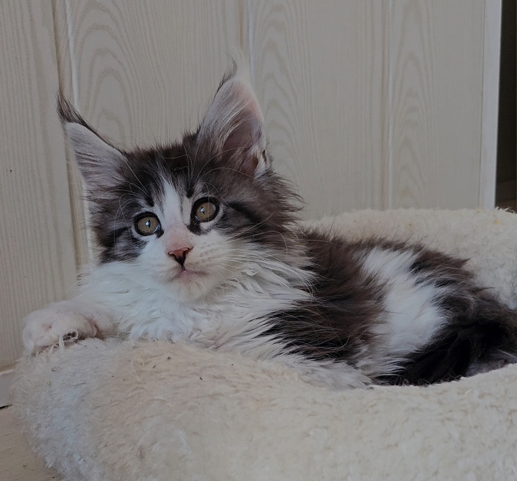 chaton maine coon xander nord