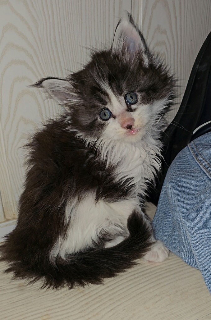 chaton maine coon xander08 01 (2)