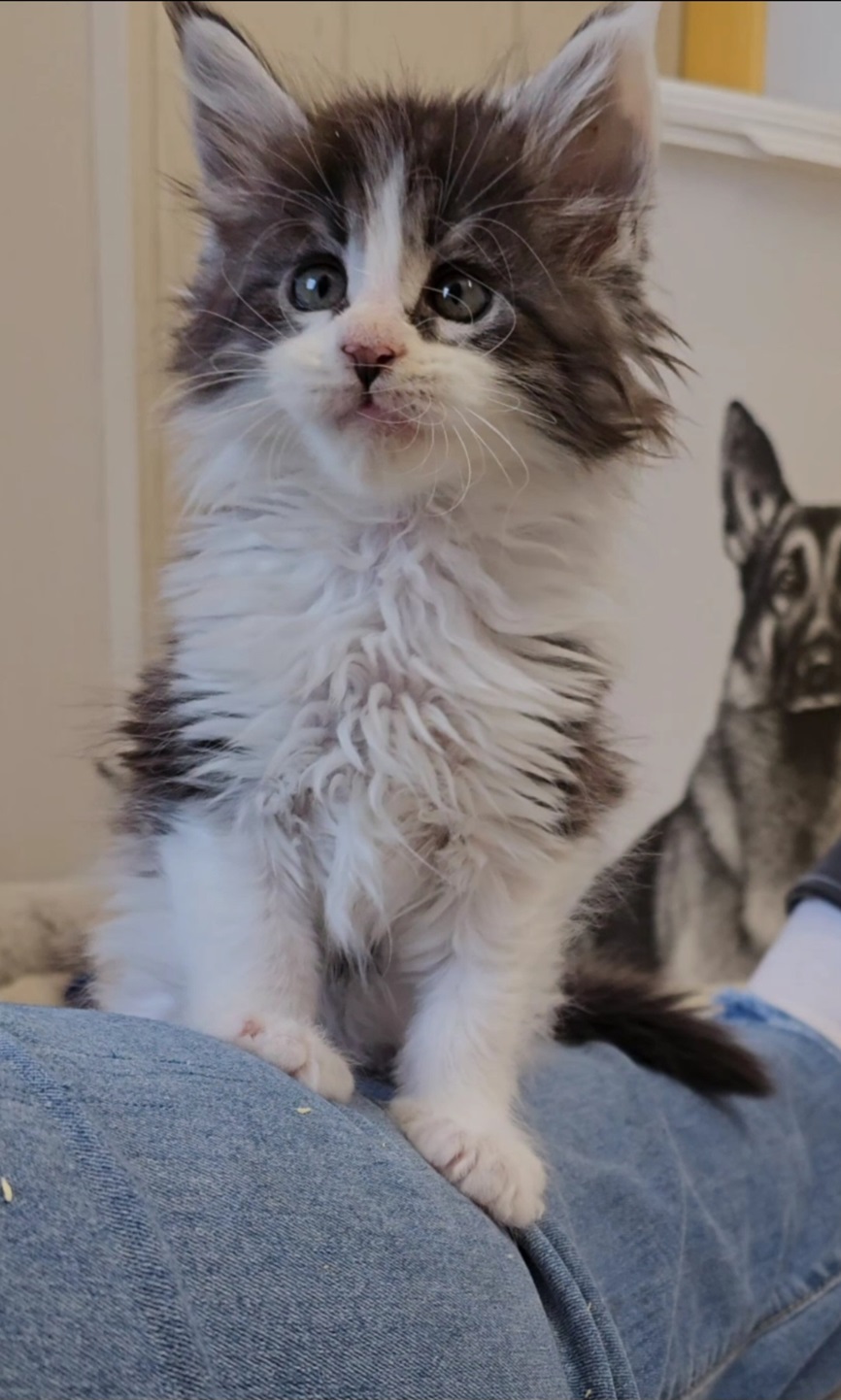 chaton maine coon x`caliburFrance