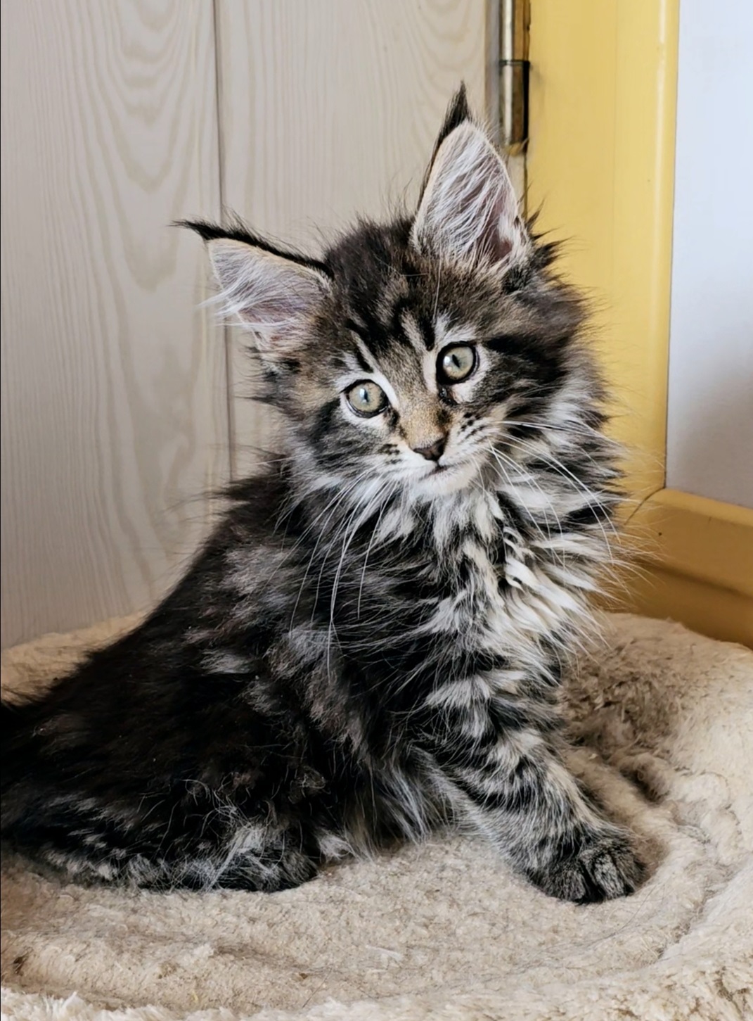 chaton maine coon zena 08 07 2024